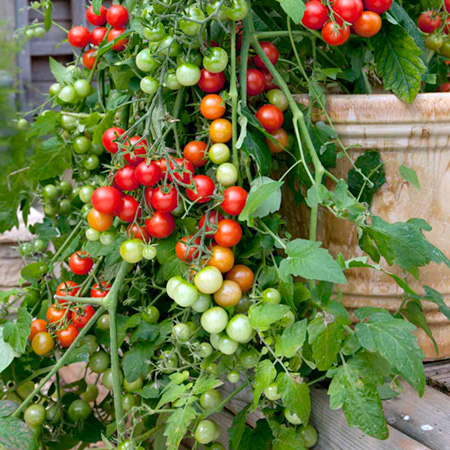 Unbranded Tomato Lizzano F1 Seeds 8 Seeds