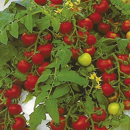 Unbranded Tomato Maskotka Seeds Average Seeds 55