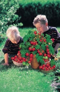 Unbranded Tomato Minibel - great for kids