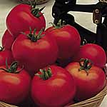 Unbranded Tomato Moneymaker Seeds 439237.htm