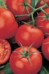Unbranded Tomato Moneymaker x 5 young plants
