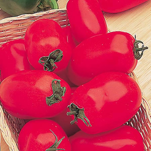 Specially bred for British summer conditions  this very early compact growing variety carries a heav