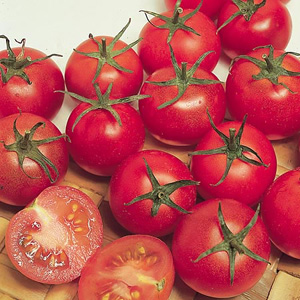Unbranded Tomato Outdoor Bush The Amateur Seeds
