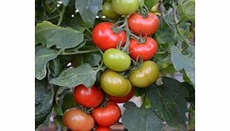 Unbranded Tomato Plants - Crimson Crush