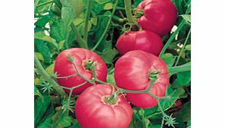 Unbranded Tomato Plants - F1 Brandy Boy