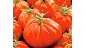 Unbranded Tomato Plants - F1 Corazon