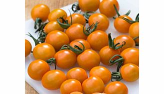 Unbranded Tomato Plants - F1 Orange Paruche