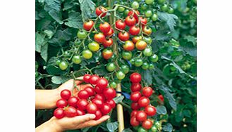 Unbranded Tomato Plants - F1 Sweet Million