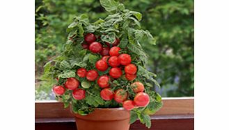 Unbranded Tomato Plants - F1 Sweet n Neat Red