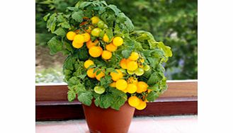 Unbranded Tomato Plants - F1 Sweet n Neat Yellow