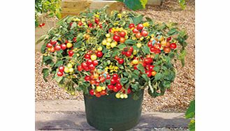 Unbranded Tomato Plants - F1 Tumbler