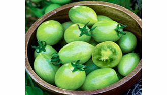 Unbranded Tomato Plants - Green Envy