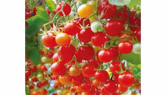 Unbranded Tomato Plants - Hundreds and Thousands (Micro)