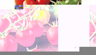 Unbranded Tomato Plants - Principe Borghese