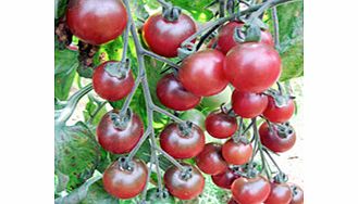 Unbranded Tomato Plants - Rosella