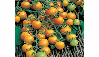 Unbranded Tomato Plants - Sungold