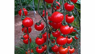 Unbranded Tomato Plants - Sweet Aperitif