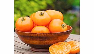 Unbranded Tomato Plants - Tangerine