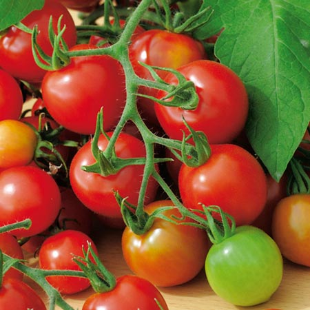 Unbranded Tomato Red Alert Average Seeds 30