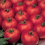 Unbranded Tomato Red Cap Seeds