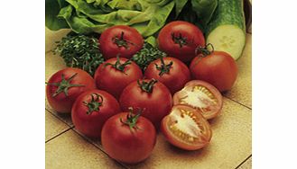 Unbranded Tomato Seeds - Alicante
