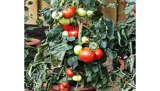 Unbranded Tomato Seeds - Big League F1