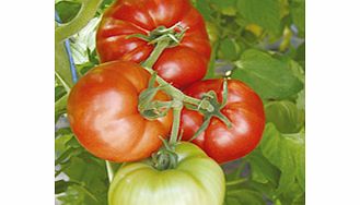 Unbranded Tomato Seeds - Country Taste F1
