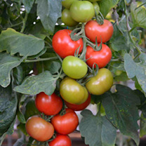 Unbranded Tomato Seeds - Crimson Crush F1