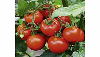 Unbranded Tomato Seeds - Fantasio F1