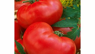 Unbranded Tomato Seeds - Faworyt