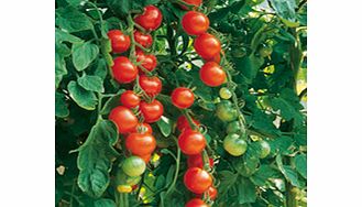 Unbranded Tomato Seeds - Gardeners Delight