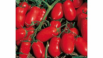 Unbranded Tomato Seeds - Incas F1