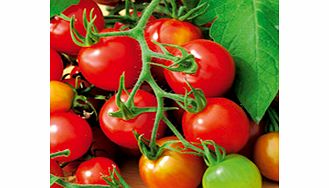 Unbranded Tomato Seeds - Red Alert