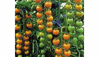 Unbranded Tomato Seeds - Sungold F1
