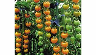 Unbranded Tomato Seeds - Sungold F1