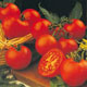 Unbranded Tomato Shirley F1 Hybrid Seeds
