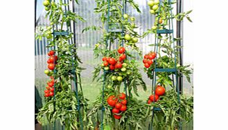 Unbranded Tomato Success Kit