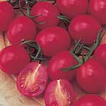 Unbranded Tomato Summer Sweet F1 Seeds