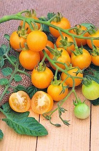Unbranded Tomato Sun Baby x 8 seeds