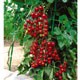 Unbranded Tomato Sun Cherry Seeds