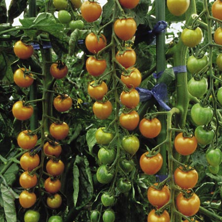 Unbranded Tomato Sungold F1 Plants Pack of 5 Pot Ready