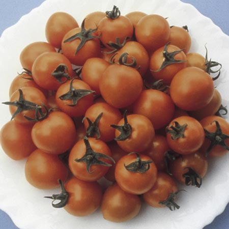 Unbranded Tomato Sungold F1 Plants x 6 (late April) Pack