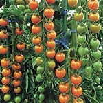 Unbranded Tomato Sungold F1 Plants