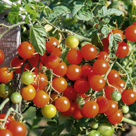 Unbranded Tomato Sweetbaby Seeds 20 Seeds