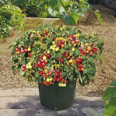 Unbranded Tomato Tumbler F1 Patio Kit Pack of 3 Pot Ready