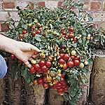 Unbranded Tomato Tumbler F1 Plants
