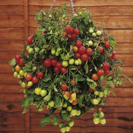 Unbranded Tomato Tumbling Tom Red Plants Pack of 6 Pot
