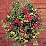 The tumbler is specially suited for hanging baskets where its produces exceptionally sweet cherry to