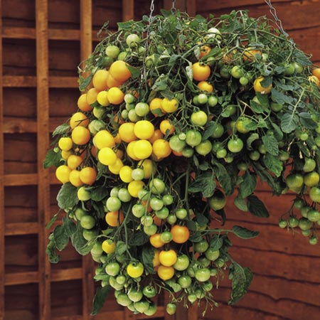 Unbranded Tomato Tumbling Tom Yellow Plants Pack of 5 Pot