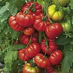 Unbranded Tomato Turbo Belriccio Plants 400651.htm